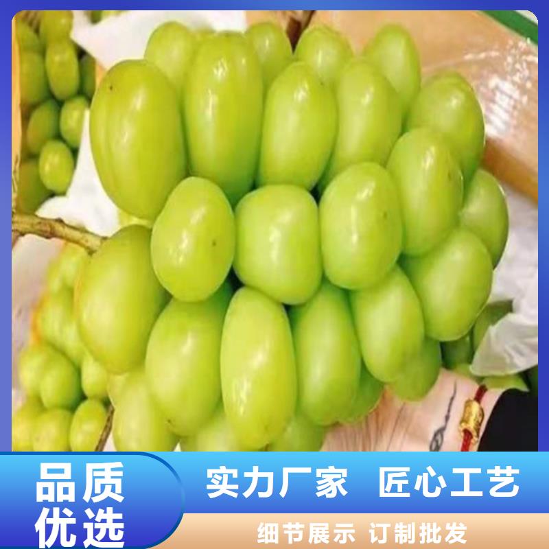【葡萄】猕猴桃苗厂家供应