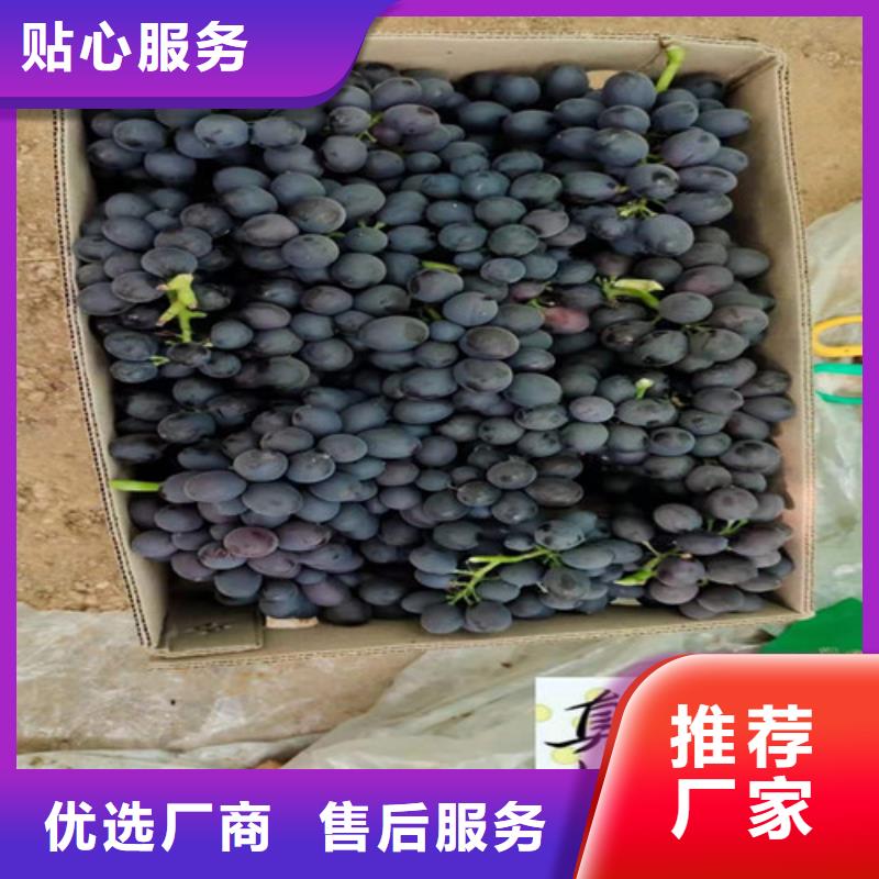 葡萄翠冠梨苗支持定制加工