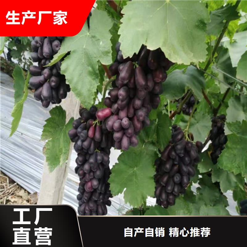 葡萄枣树苗交货准时