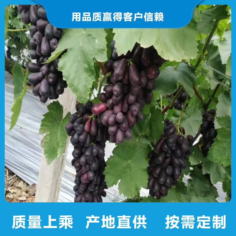 葡萄翠冠梨苗支持定制加工