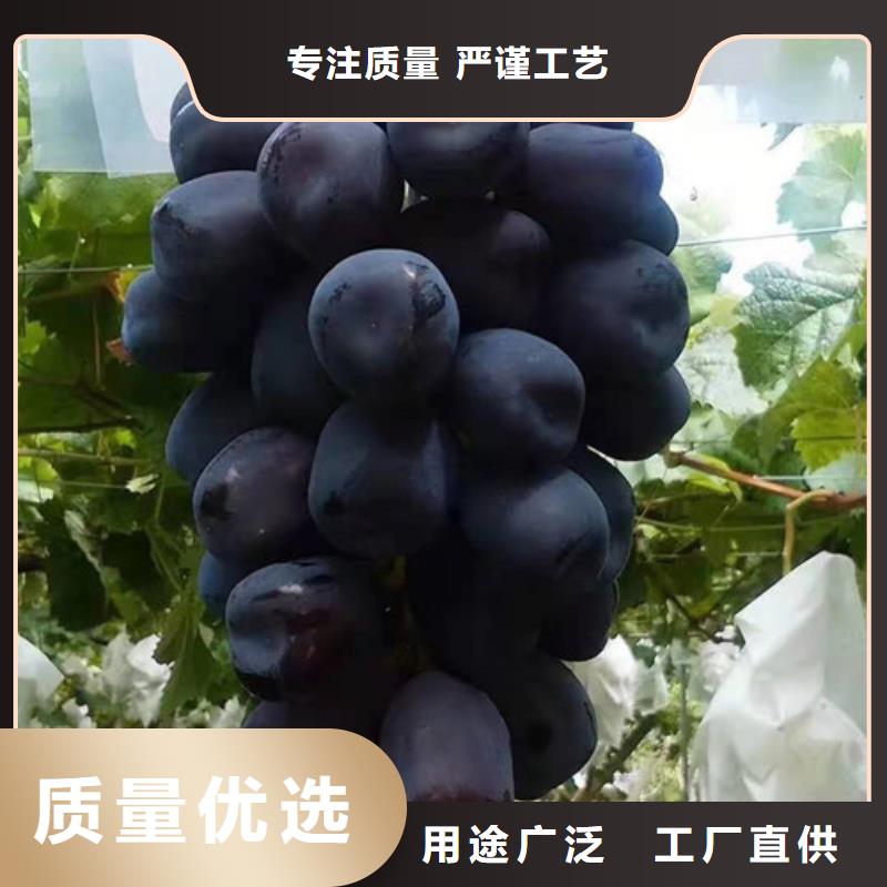 葡萄翠冠梨苗支持定制加工