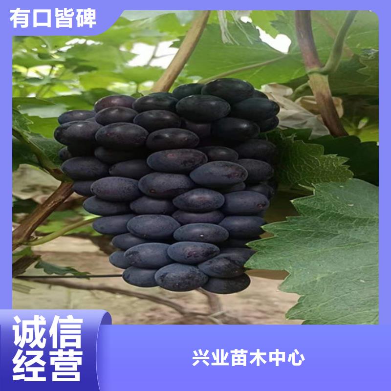 【葡萄】猕猴桃苗厂家供应