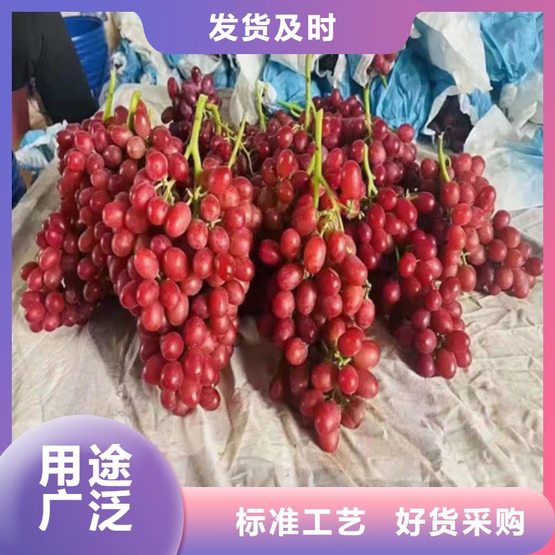 葡萄红富士苗可定制有保障