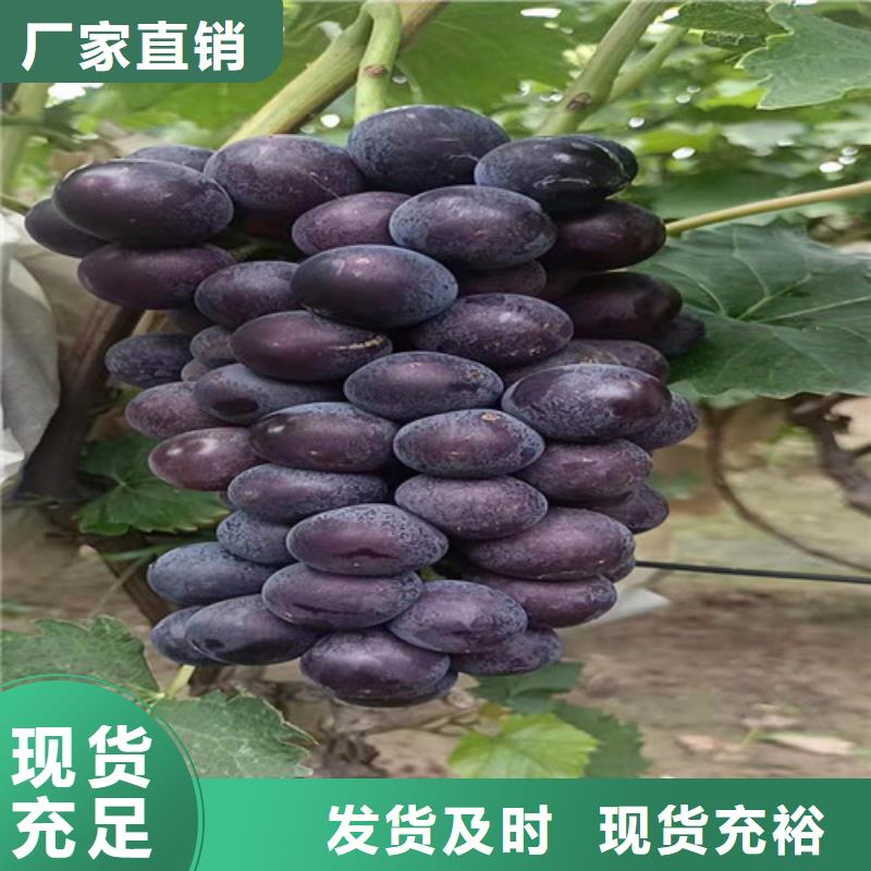 葡萄翠冠梨苗支持定制加工
