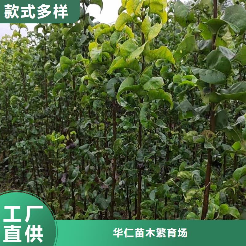 梨奥红一号梨苗国标检测放心购买