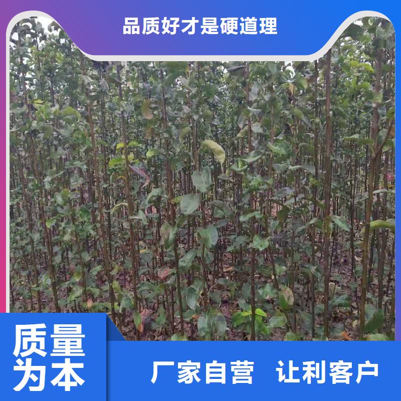 梨奥红一号梨苗国标检测放心购买