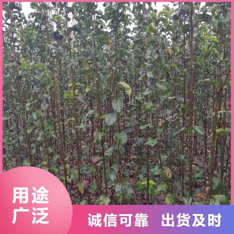梨奥红一号梨苗国标检测放心购买