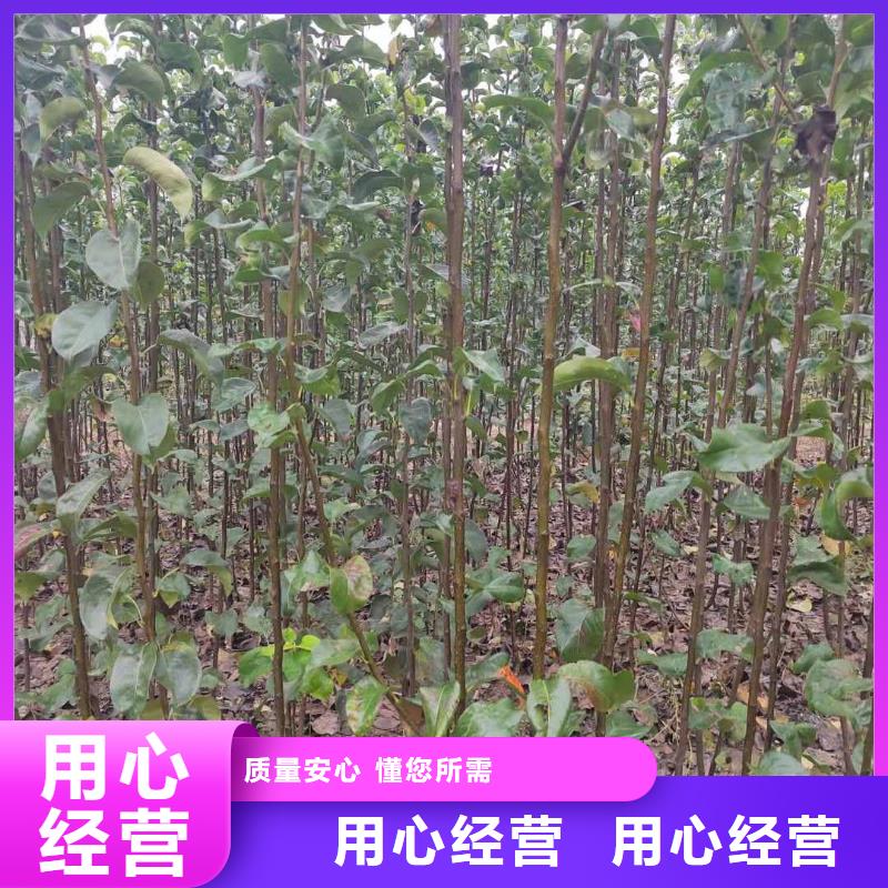 梨奥红一号梨苗国标检测放心购买