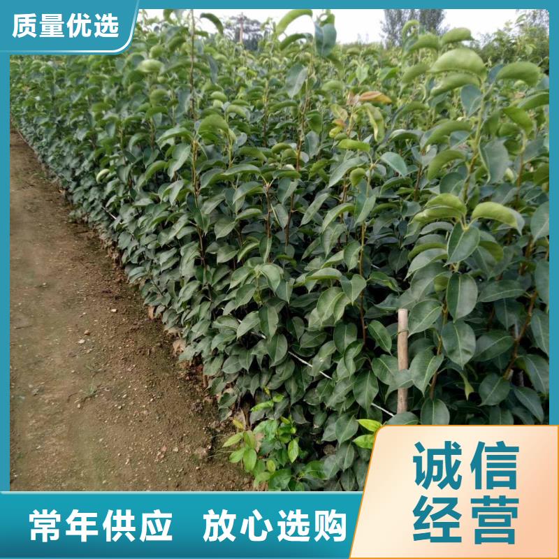 衡阳【本地】梨新梨7号梨树苗多年实力厂家