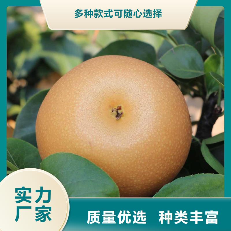 衡阳【本地】梨新梨7号梨树苗多年实力厂家