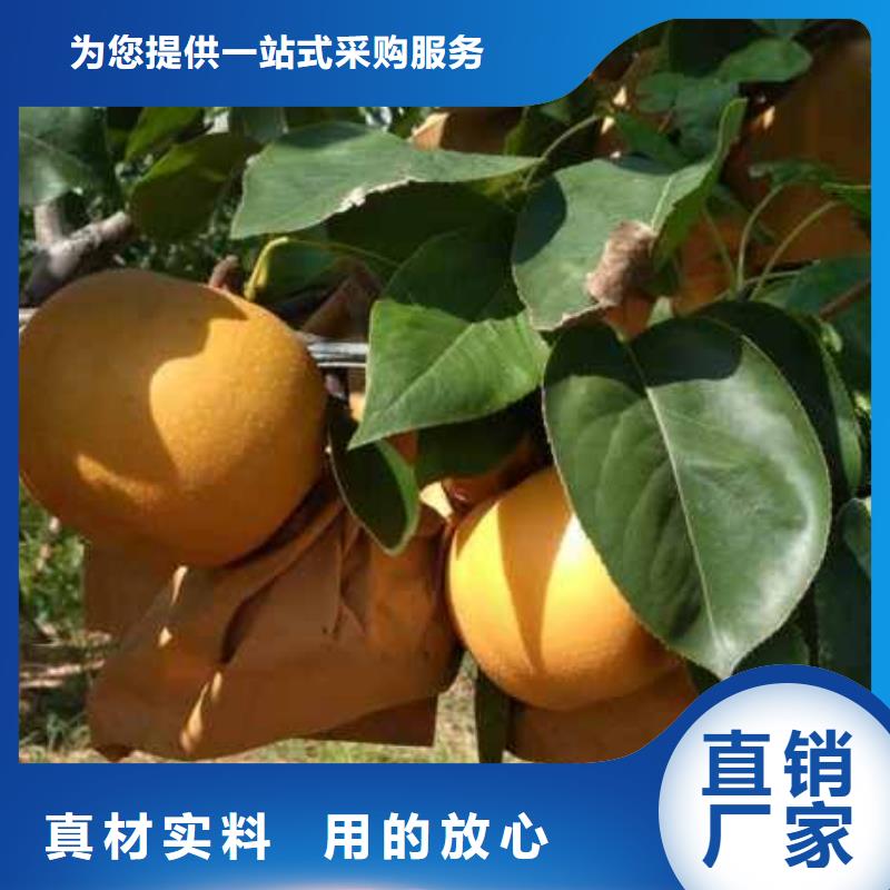 衡阳【本地】梨新梨7号梨树苗多年实力厂家