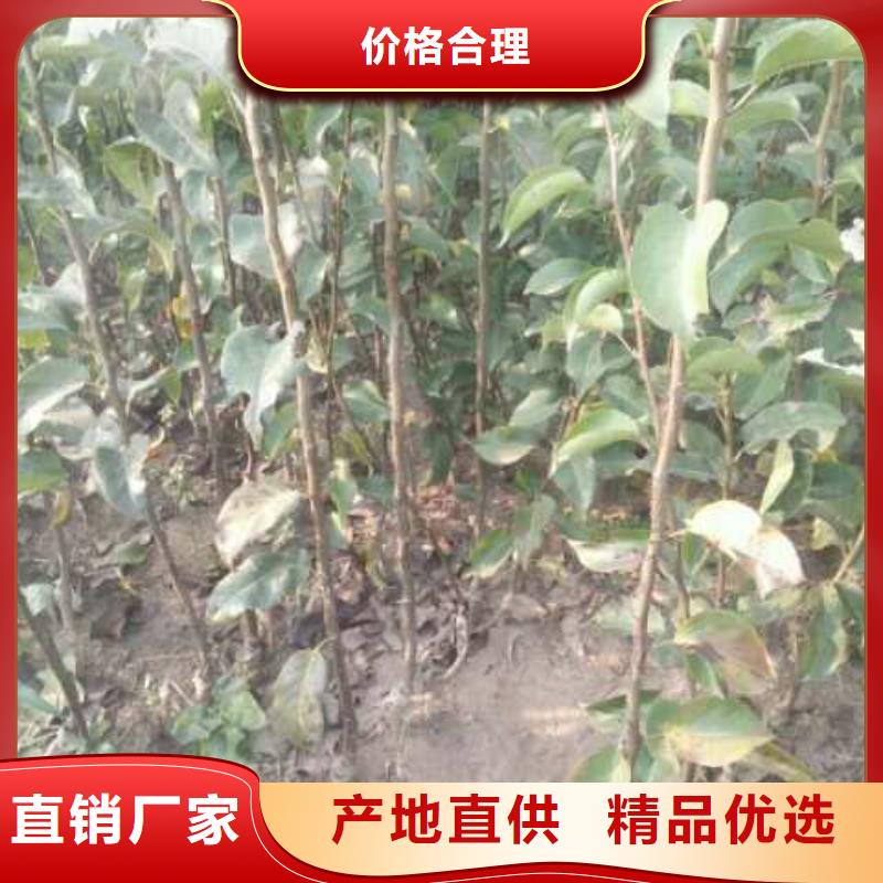 衡阳【本地】梨新梨7号梨树苗多年实力厂家
