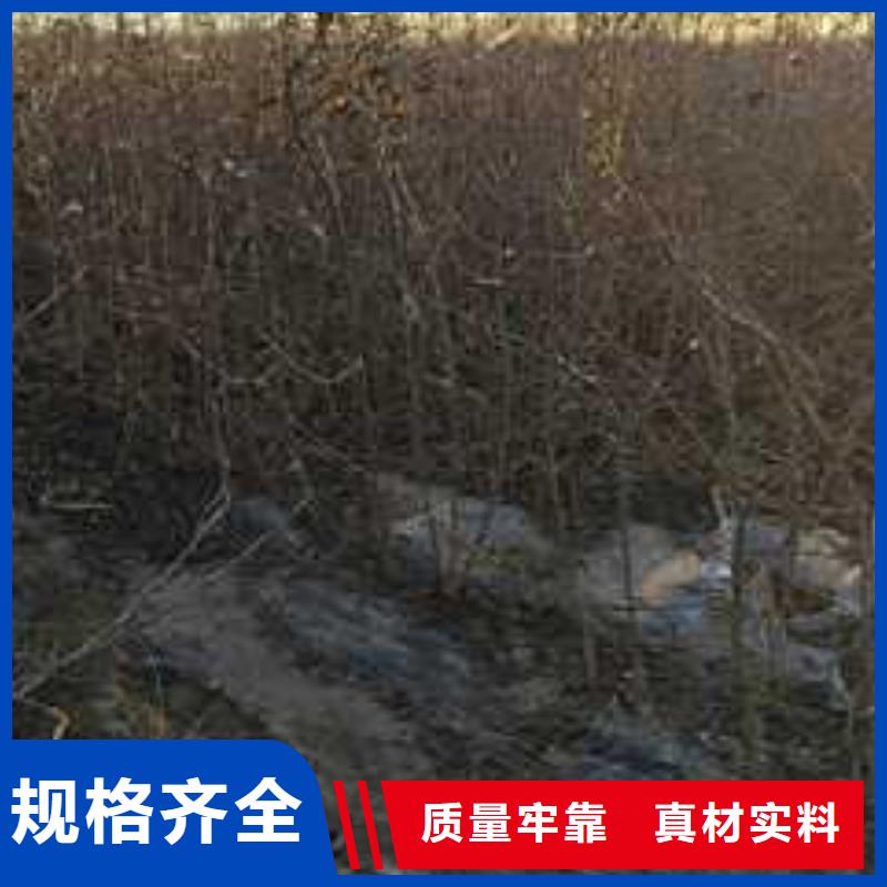 杜梨梨树苗基地厂家案例
