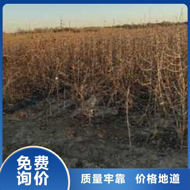 杜梨梨树苗基地厂家案例