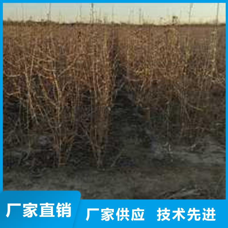 杜梨梨树苗基地厂家案例