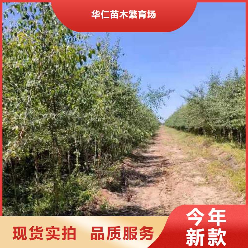 【杜梨】-杜梨苗源头直供