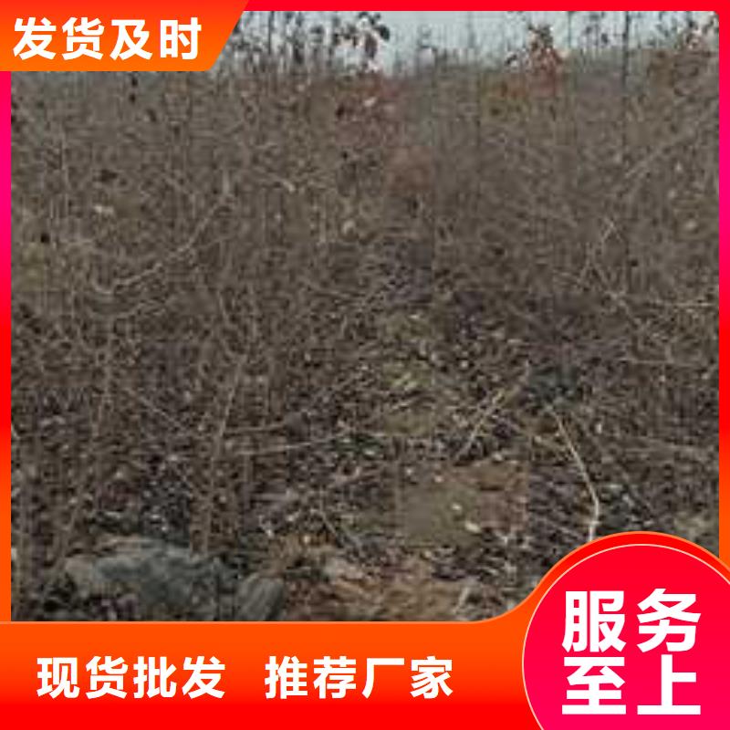杜梨梨树苗基地厂家规格全