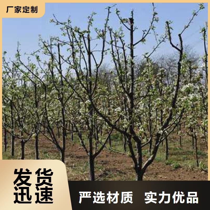 杜梨梨树苗基地厂家规格全