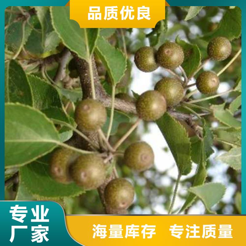 【杜梨】-杜梨苗源头直供