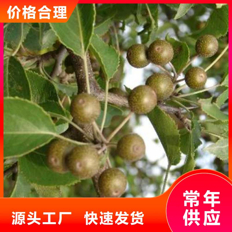 杜梨梨树苗基地厂家案例