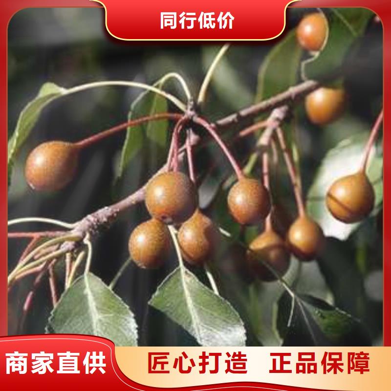 【杜梨】-杜梨苗源头直供