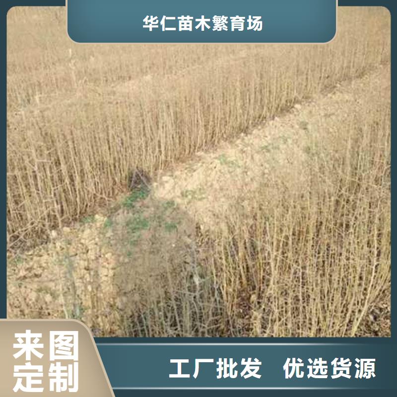 杜梨梨树苗基地厂家案例