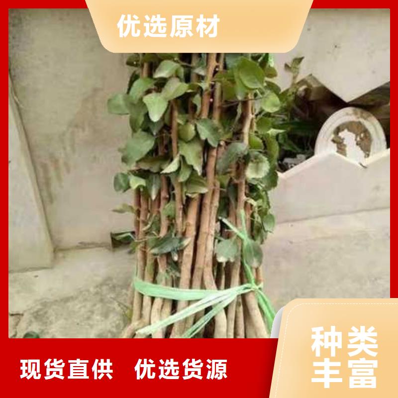 杜梨梨树苗基地厂家规格全