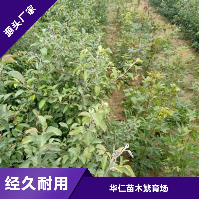 杜梨梨树苗基地厂家规格全