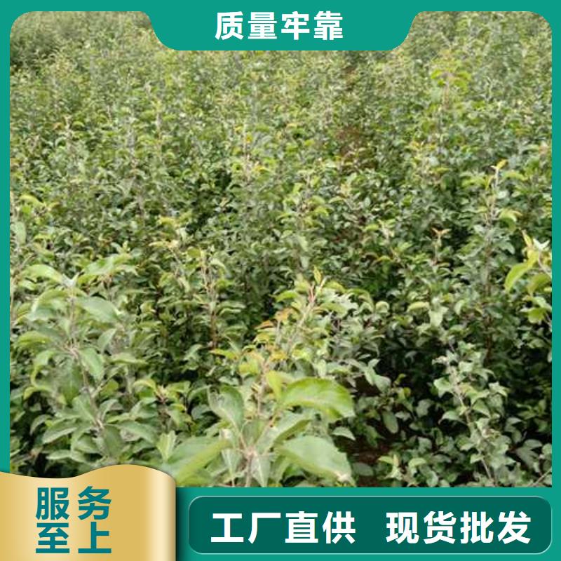 杜梨梨树苗基地厂家规格全