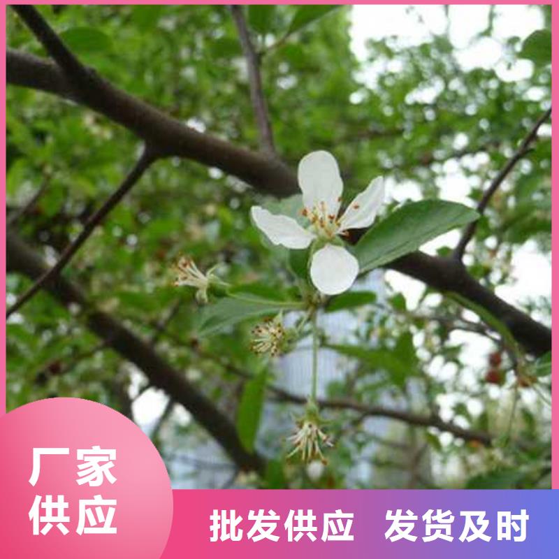 【杜梨】-杜梨苗源头直供