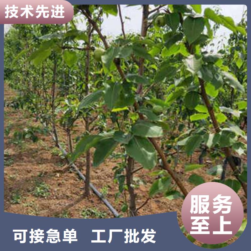 【杜梨】-杜梨苗源头直供