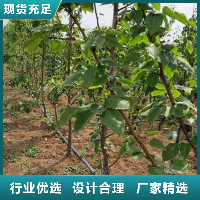 杜梨梨树苗基地厂家案例