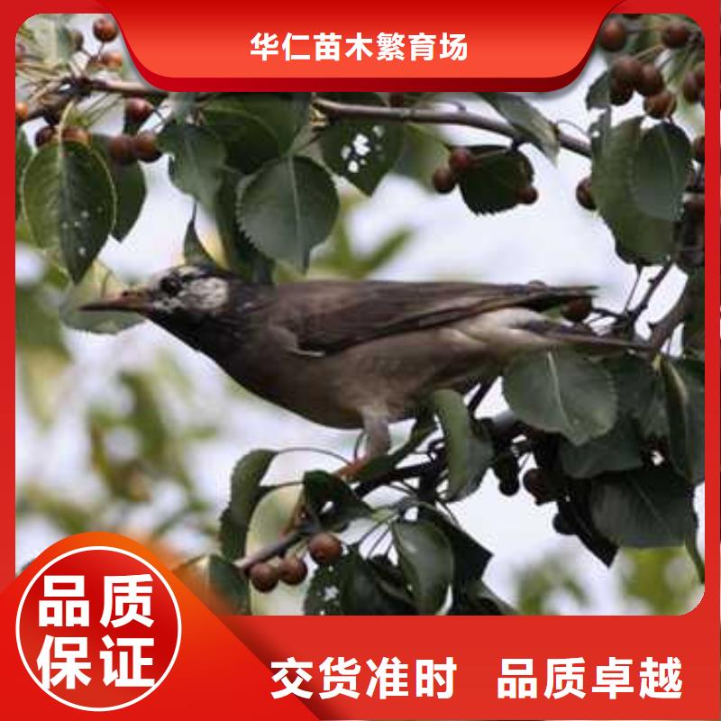 杜梨梨树苗基地厂家案例