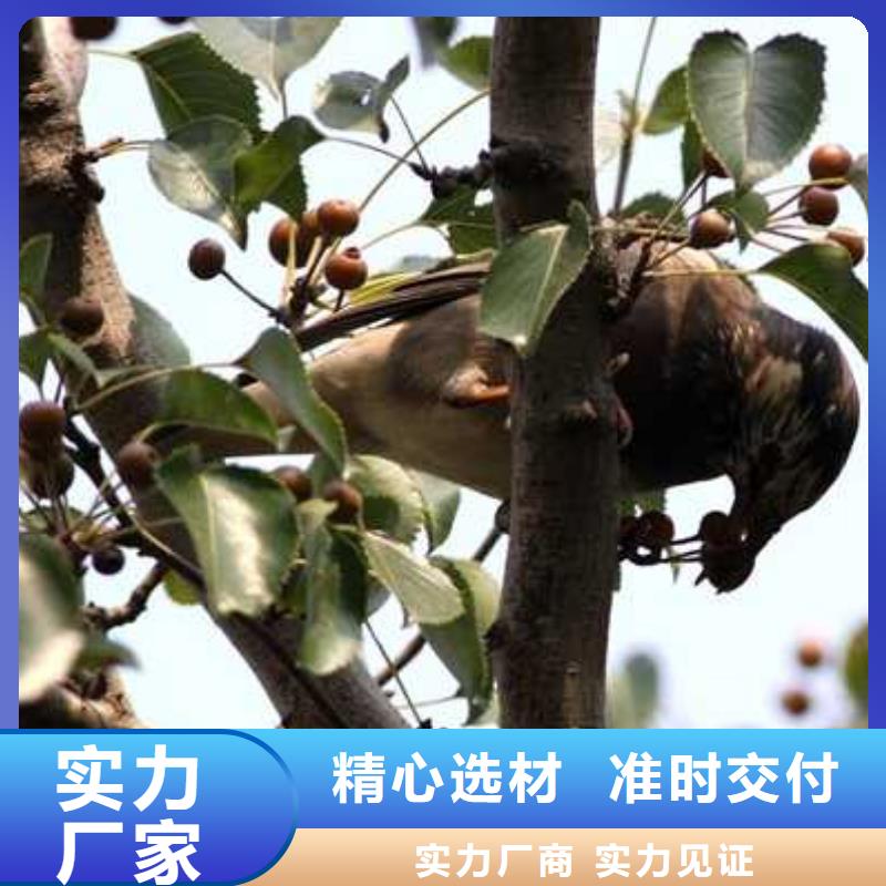 杜梨梨树苗基地厂家案例