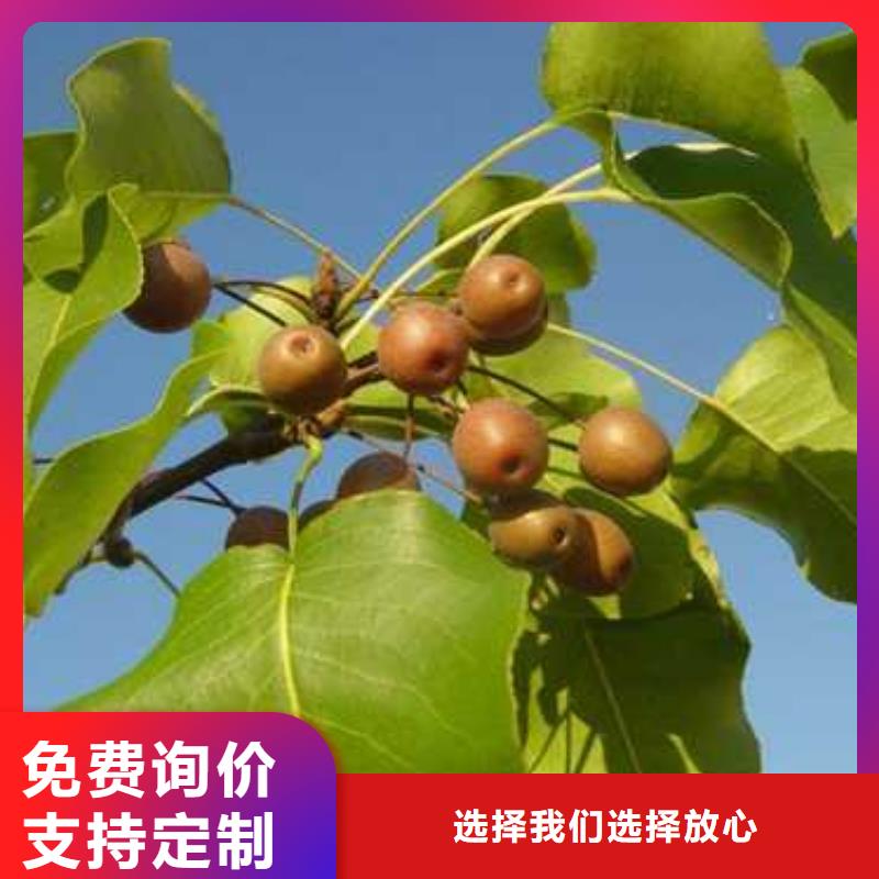 杜梨梨树苗基地厂家案例