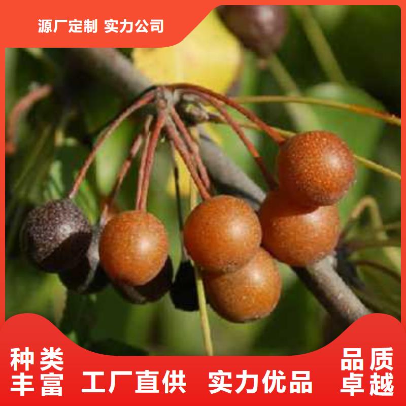杜梨梨树苗基地厂家案例
