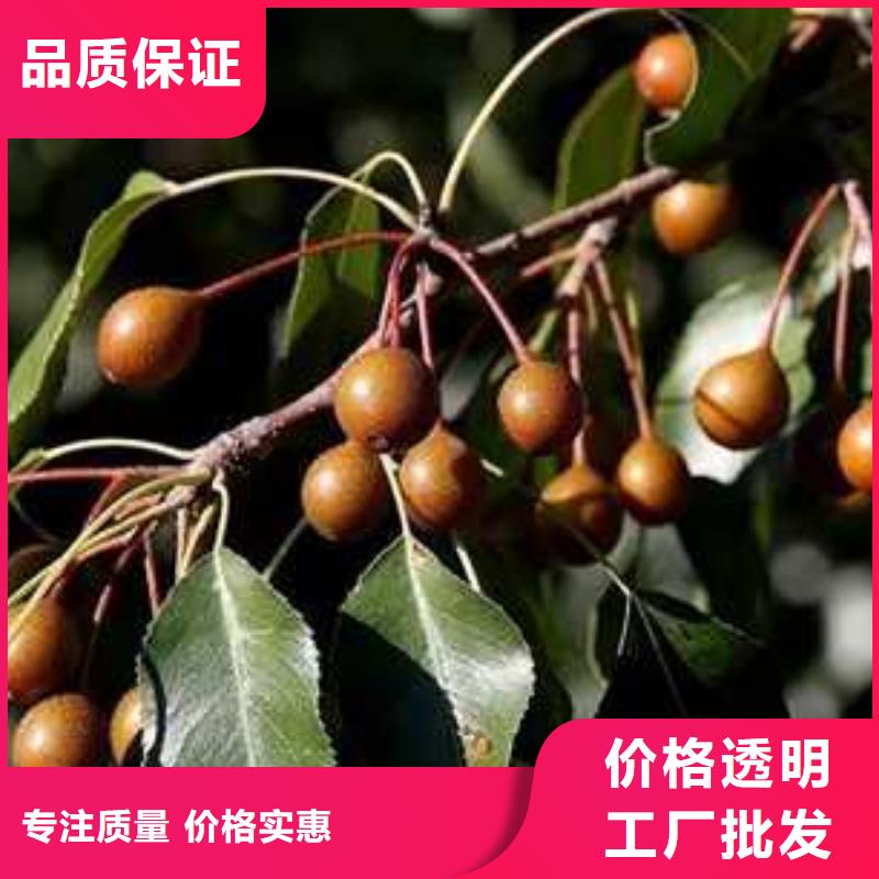 杜梨梨树苗基地厂家案例