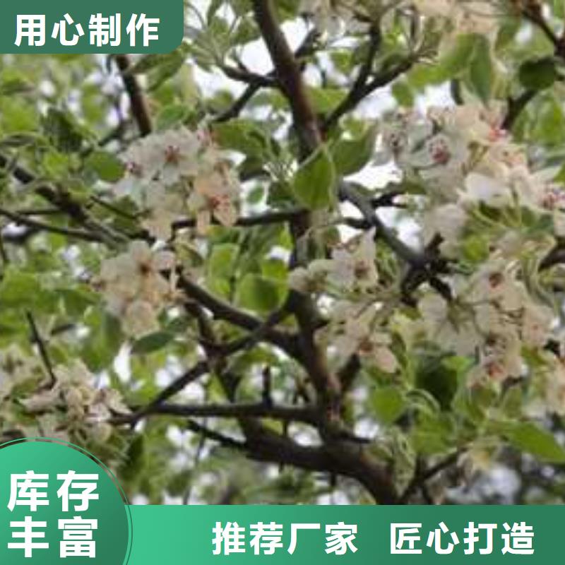杜梨梨树苗基地厂家案例
