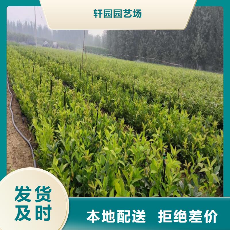 北美冬青桃树苗做工精细