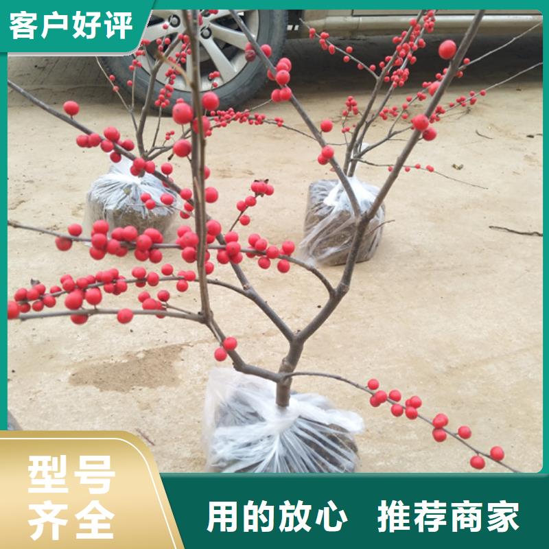 北美冬青 蓝莓苗快捷物流