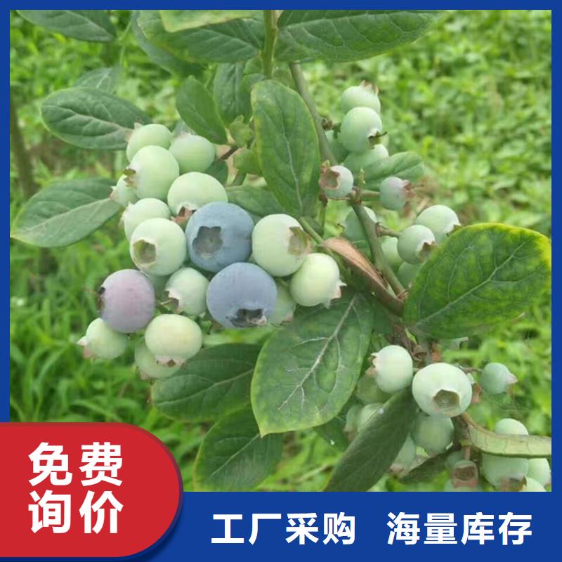 蓝莓苗-苹果苗保障