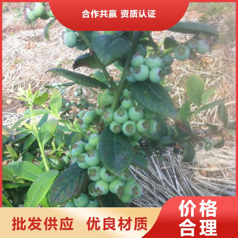 蓝莓苗_苹果苗厂家大量现货