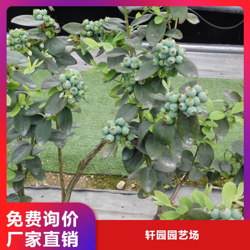 蓝莓苗_樱桃苗加工定制