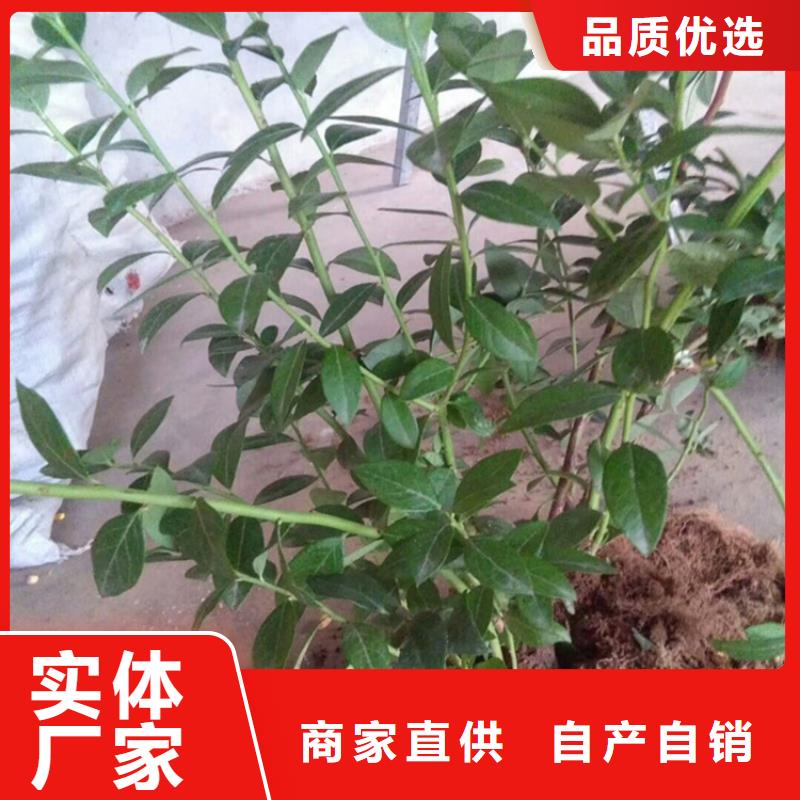 蓝莓苗_苹果苗厂家大量现货