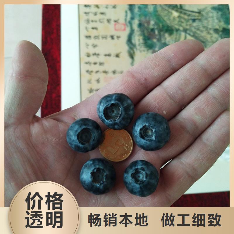 蓝莓苗【杏树苗】实力公司