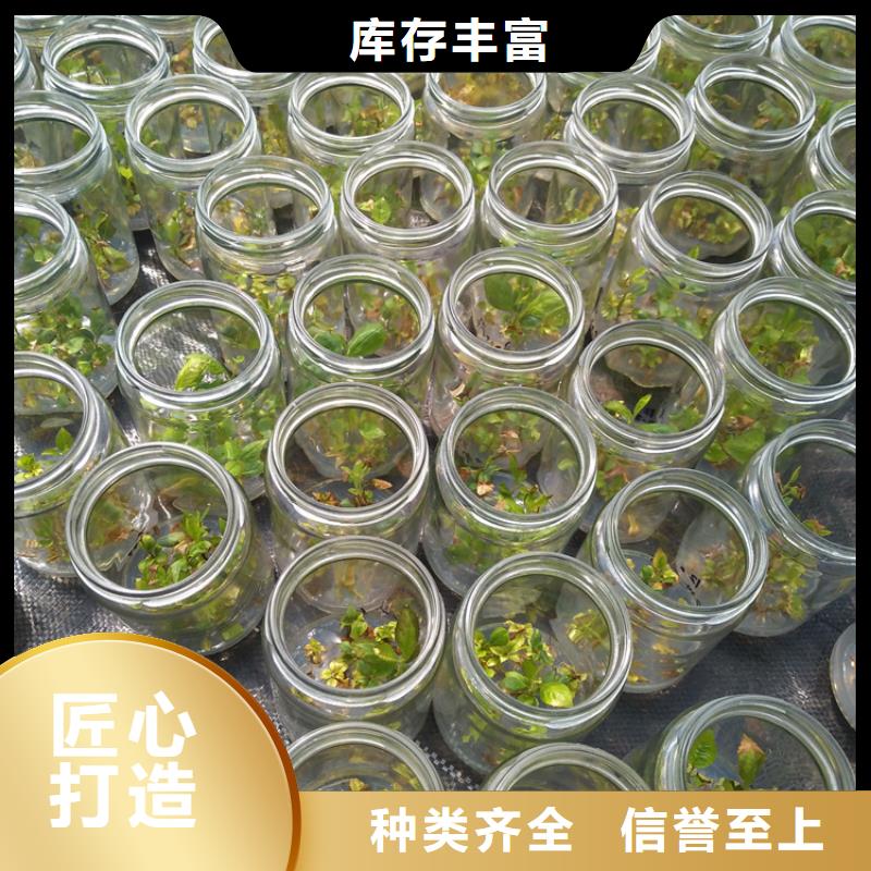 蓝莓苗_樱桃苗加工定制