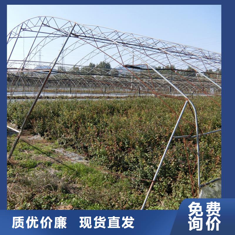 蓝莓苗苹果苗应用领域