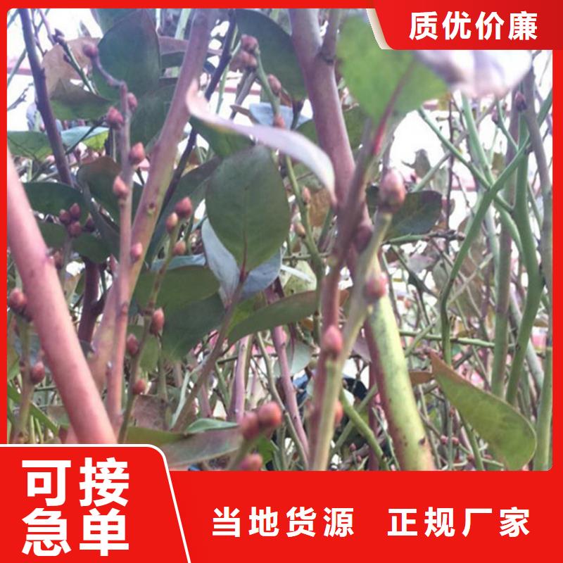 蓝莓苗_苹果苗厂家大量现货