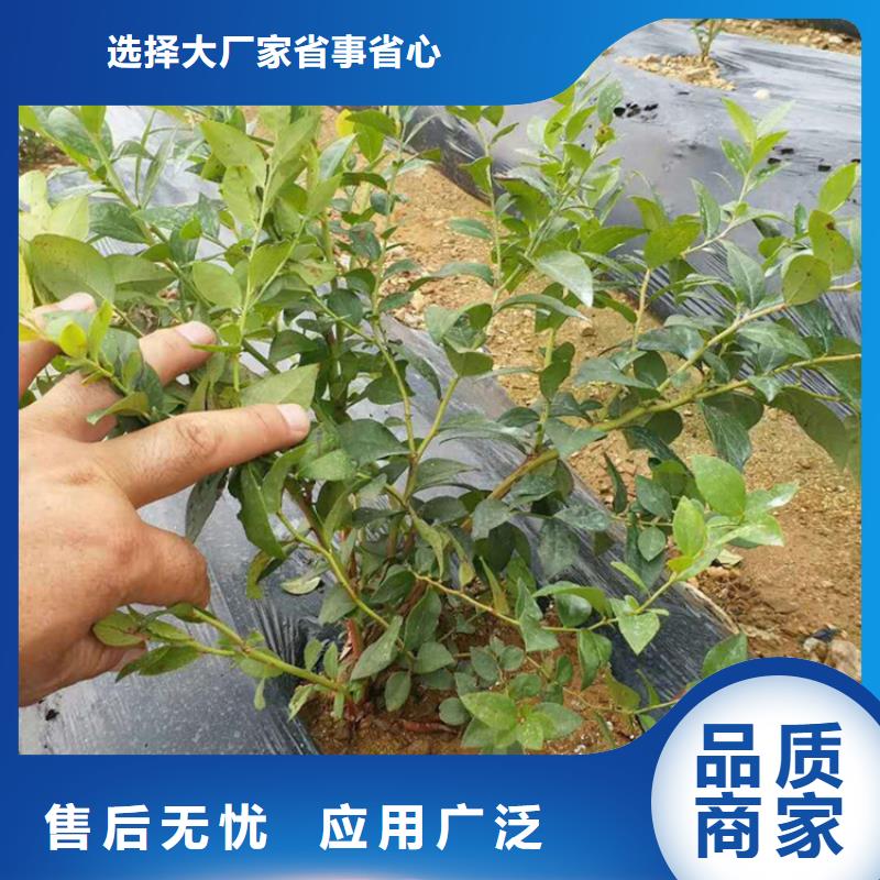 蓝莓苗无花果苗一站式供应厂家