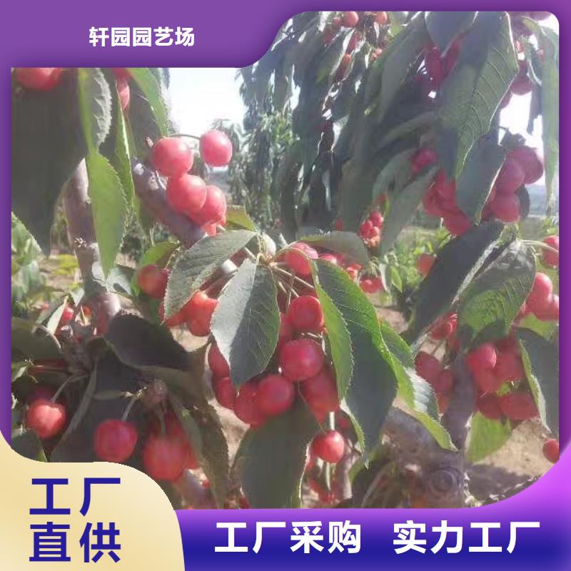 樱桃,桃树苗可零售可批发